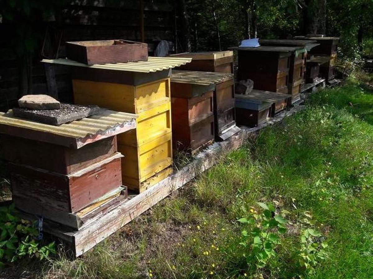 Haus Zur Bienenweide Leilighet Schömberg Eksteriør bilde