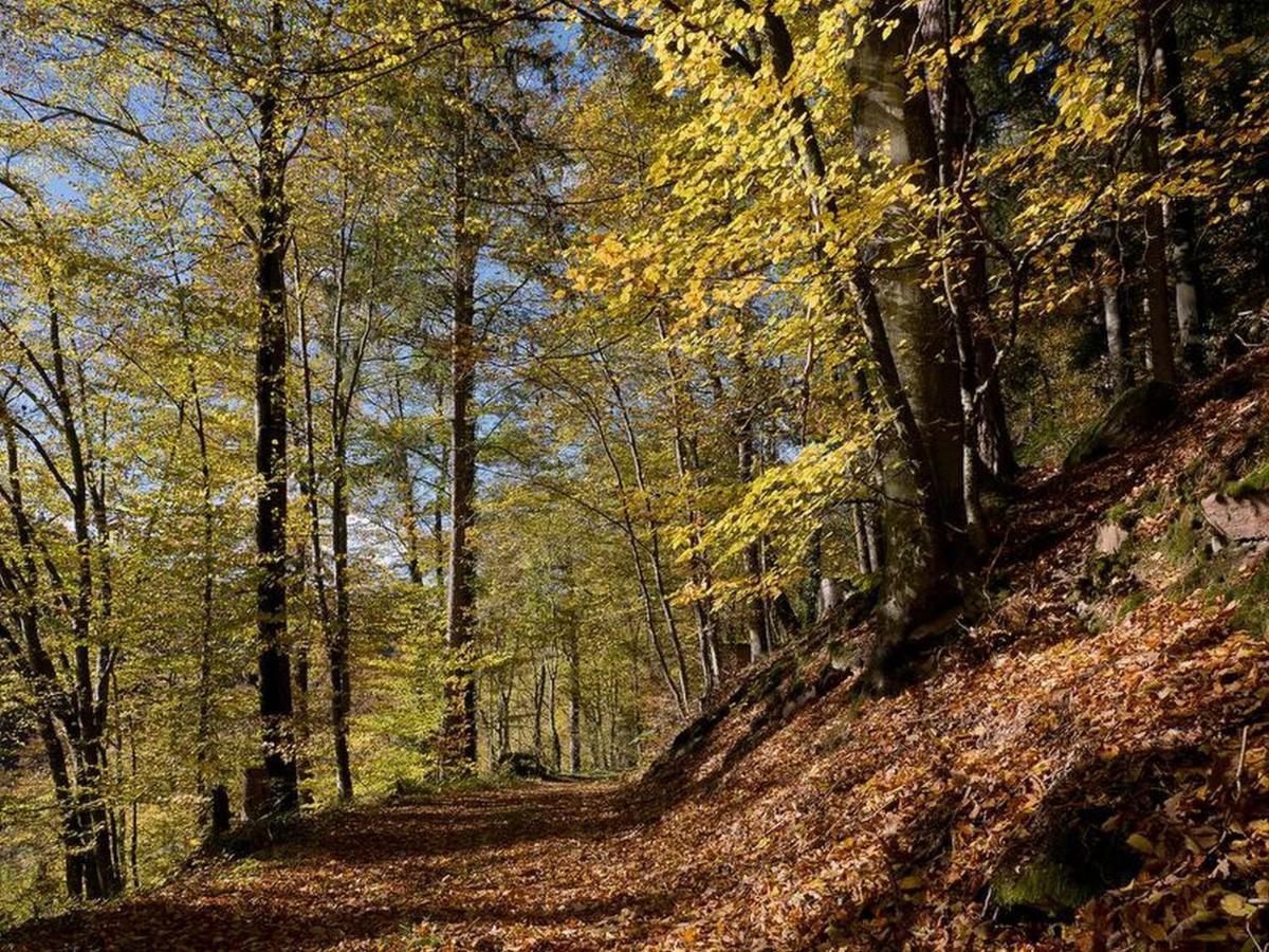 Haus Zur Bienenweide Leilighet Schömberg Eksteriør bilde